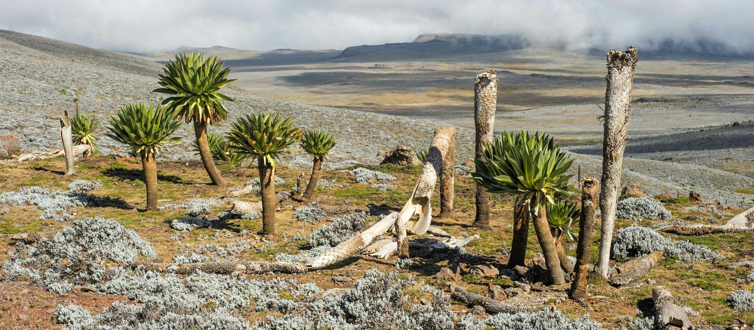 Bale Mountains National Park - View 4