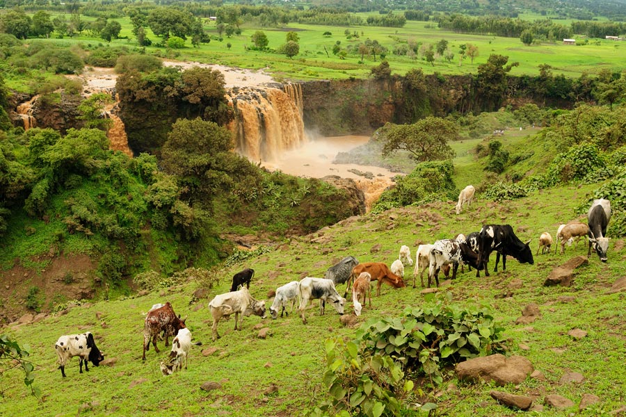Lake Tana  - View 2