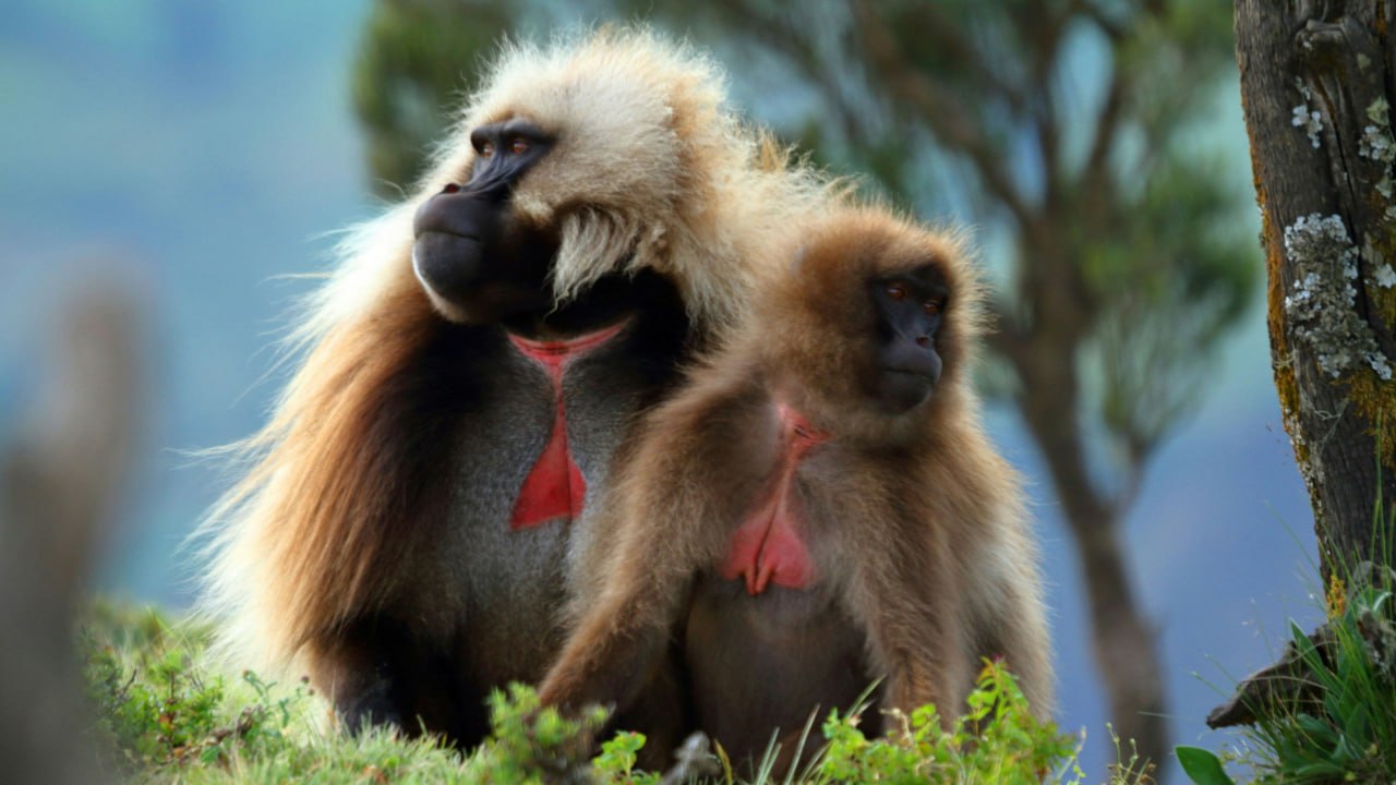 Simien Mountains National Park - View 3