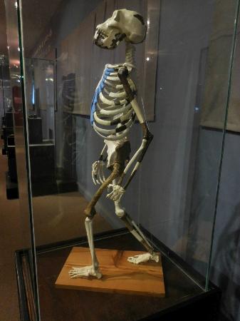 National museum of ethiopia - View 5