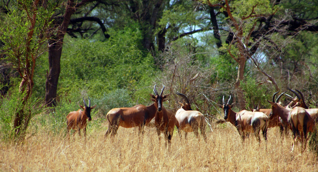 Mago National Park - View 6